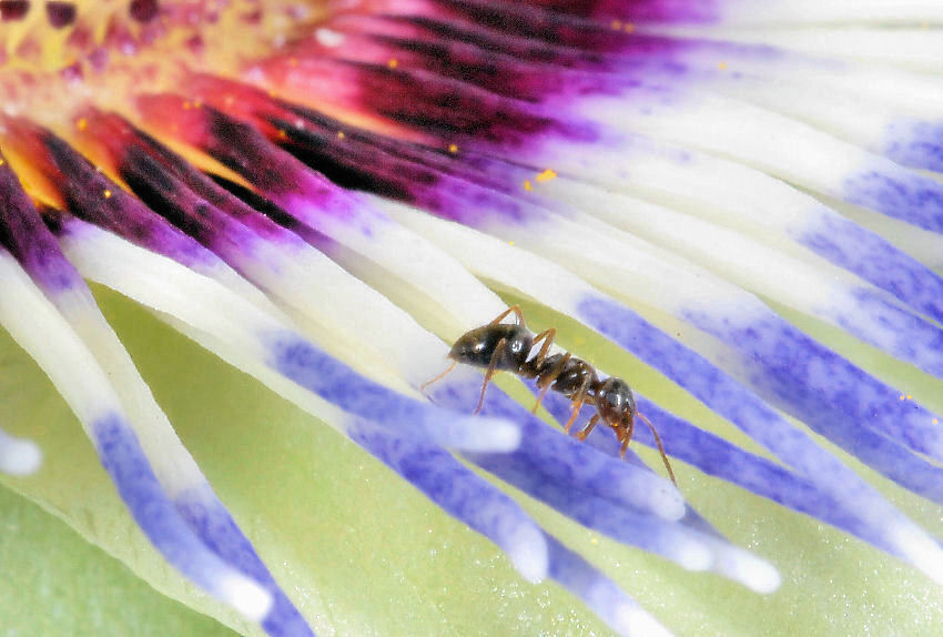 Formichina su passiflora